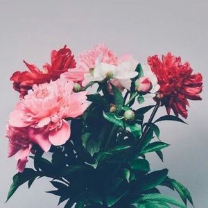 Meet your Posher, Elissa